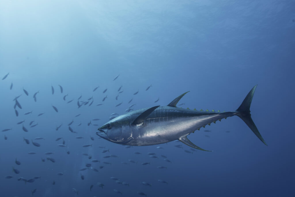 Populacjom tuńczyka zagrażają nadmierne połowy
